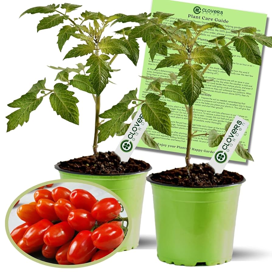 ミュージシャン tomato True Leaf Market | True Leaf Market Seed Company